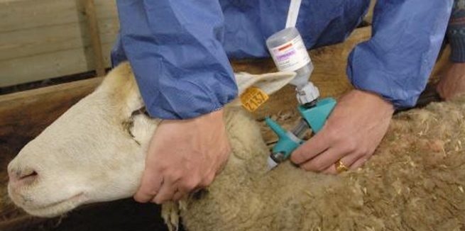 Kyste hydatique.12.06.2024