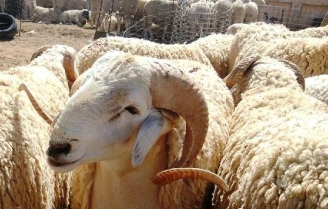 أضاحي العيد