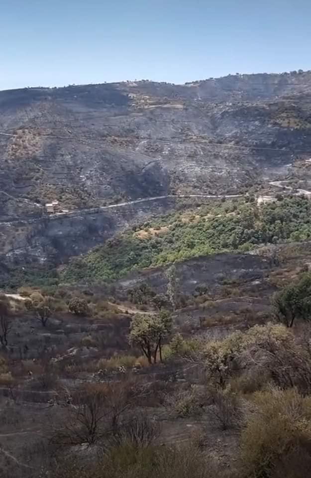 حرائق الغابات