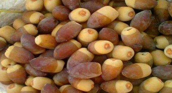 التمر المنقر