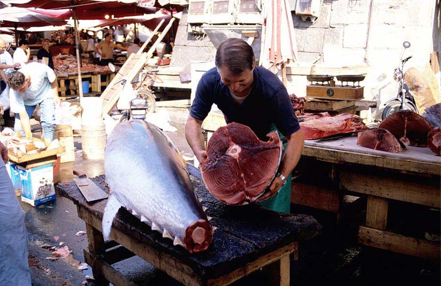 Thon rouge-quota.03.06.2024