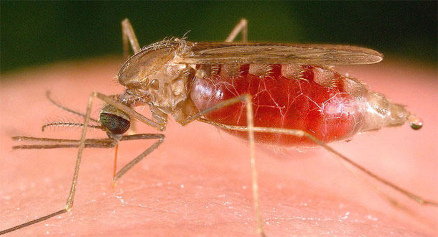 علماء يحققون تقدما هندسيا في مكافحة الأمراض التي ينقلها البعوض