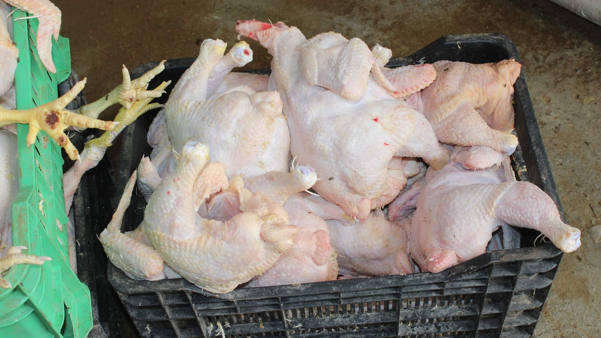 Saisie de 10 quintaux de viandes blanches avariées à Sidi Moussa