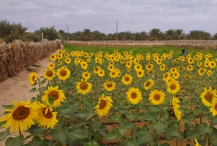 La culture du tournesol dans le Sud algérien
