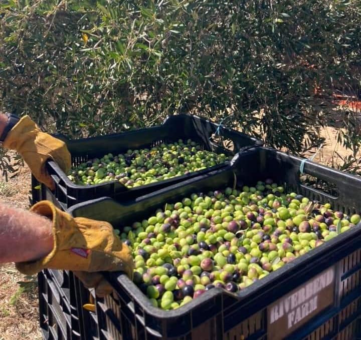 عملية جمع الزيتون