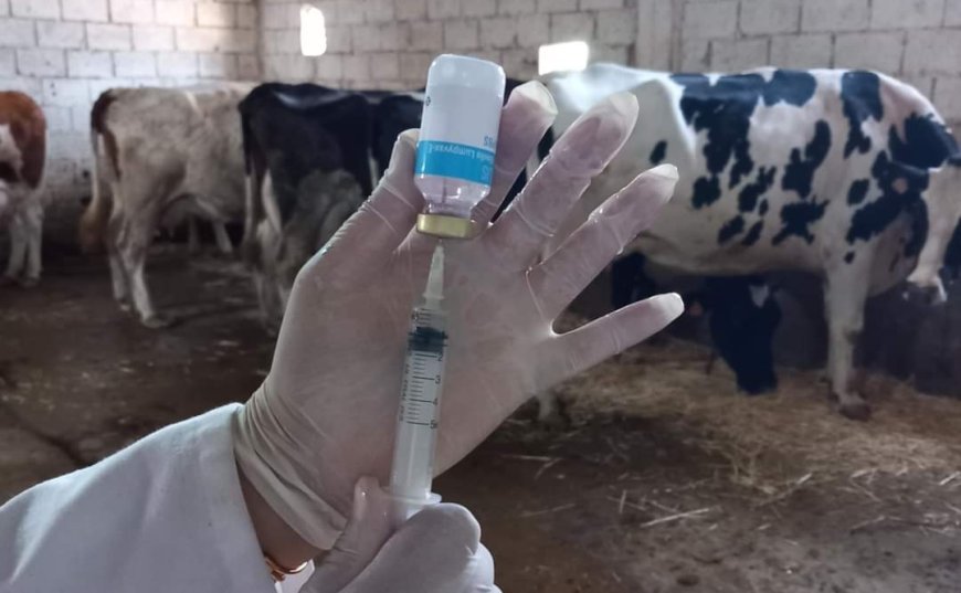 حملة تلقيح البقر