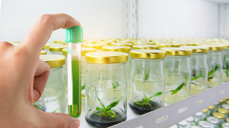 بنك الجينات