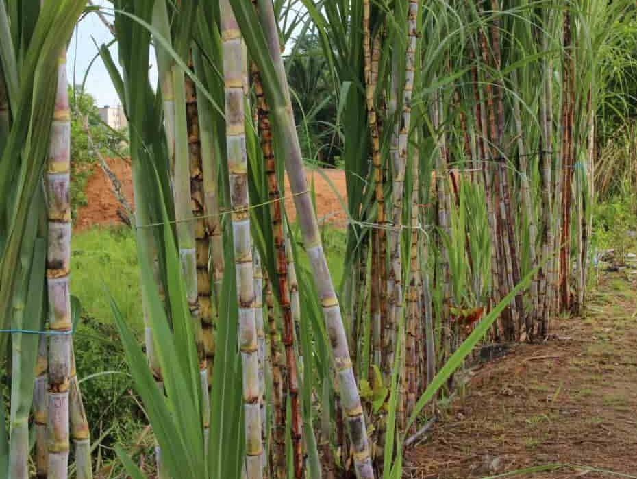 زراعة قصب السكر والحبوب