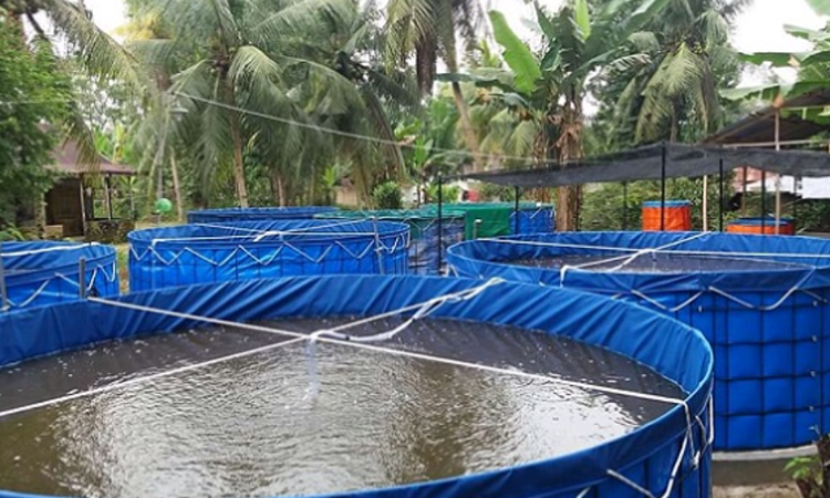 Aquaculture