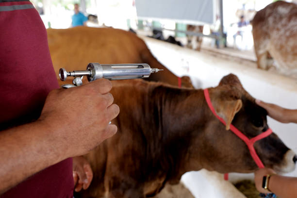 fievre_aphteuse-vaccination.jpg