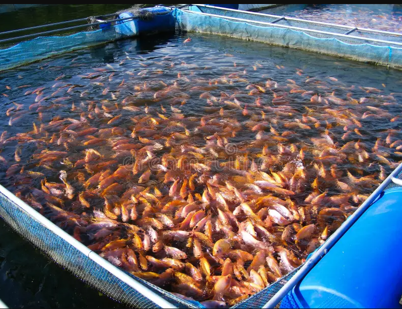 tilapia.png