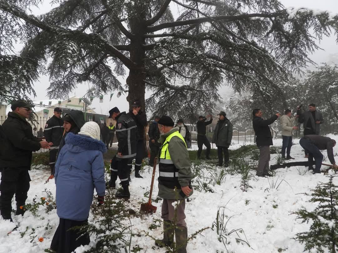 Lancement de la plantation de près de 4.000 plants de cèdre de  l'Atlas dans le parc national de Theniet El-Had