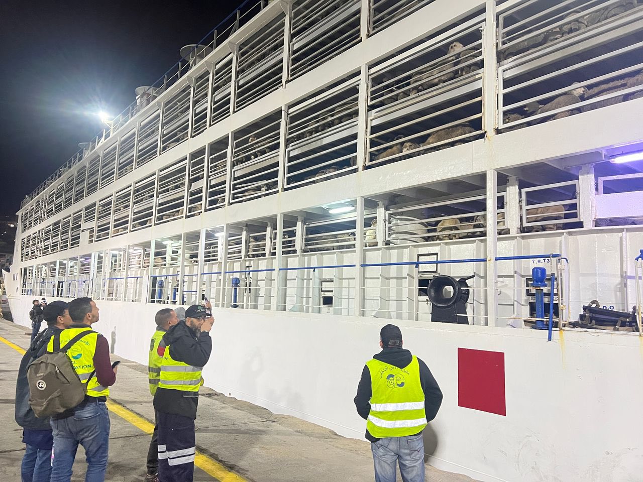 وصول أول باخرة محملة بـ15.000 رأس غنم إلى ميناء الجزائر