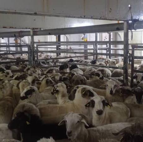 مواشي مستوردة