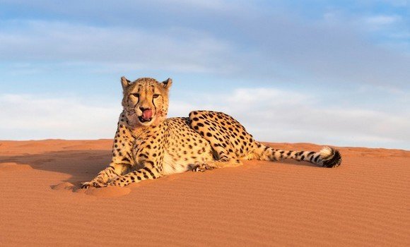 الفهد أمياس