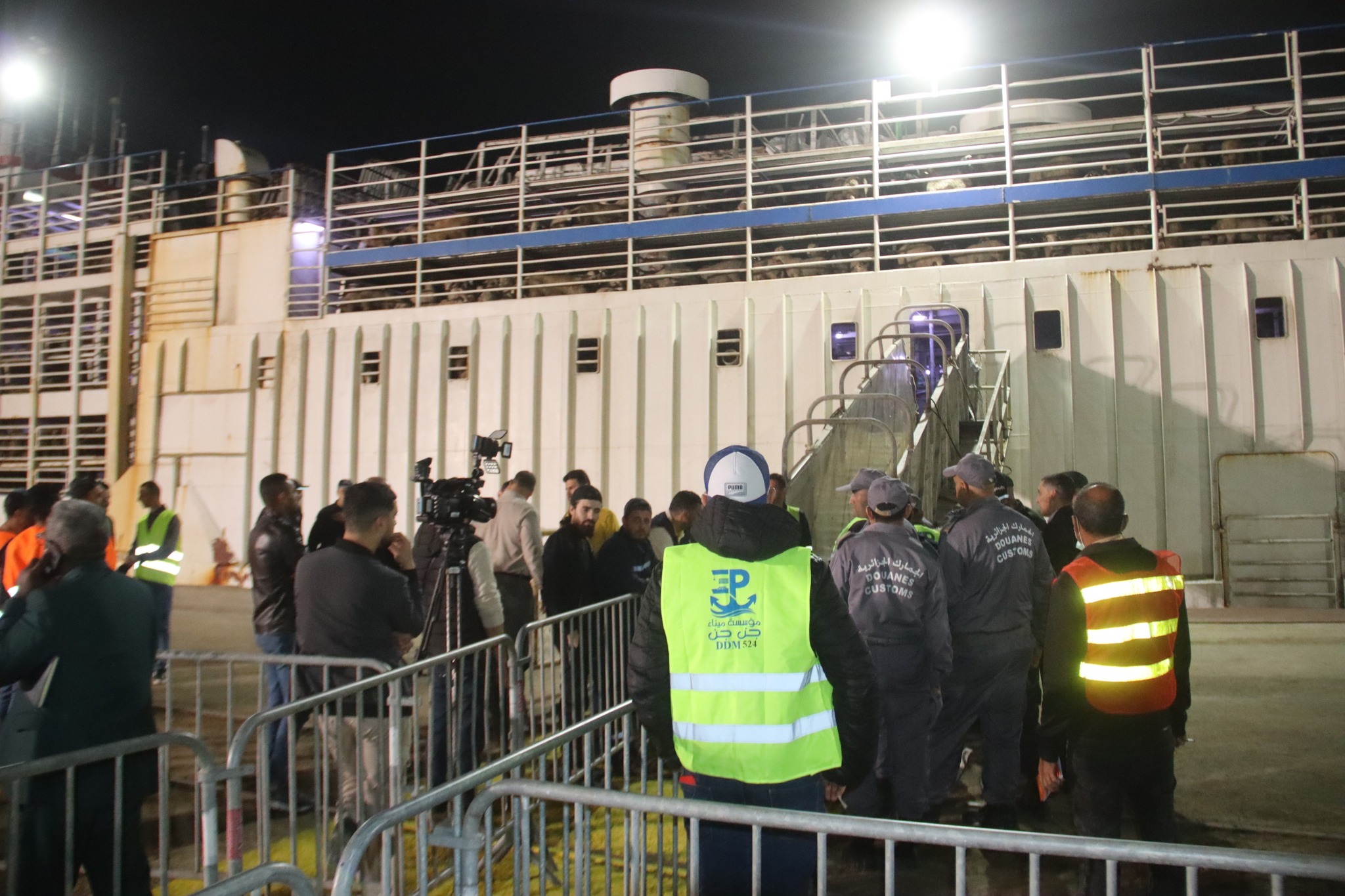 كباش رومانيا