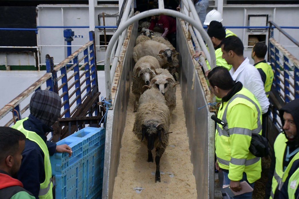 moutons-importes1.jpg