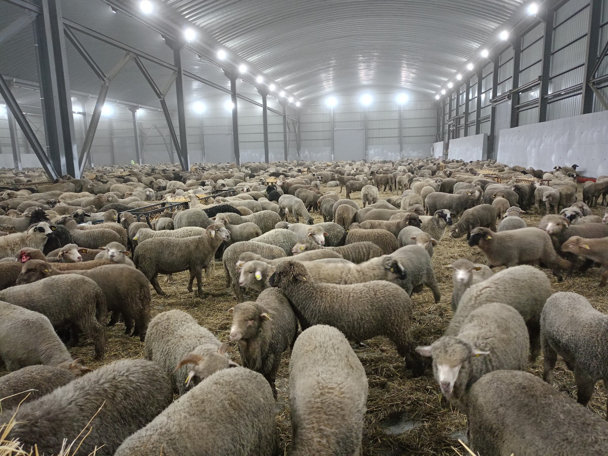 Moutons importés de Roumanie