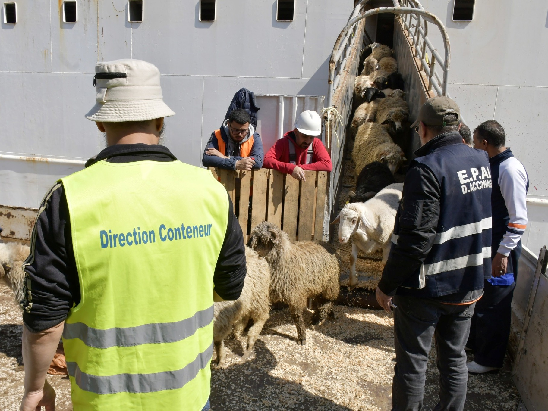 Moutons importés de Roumanie