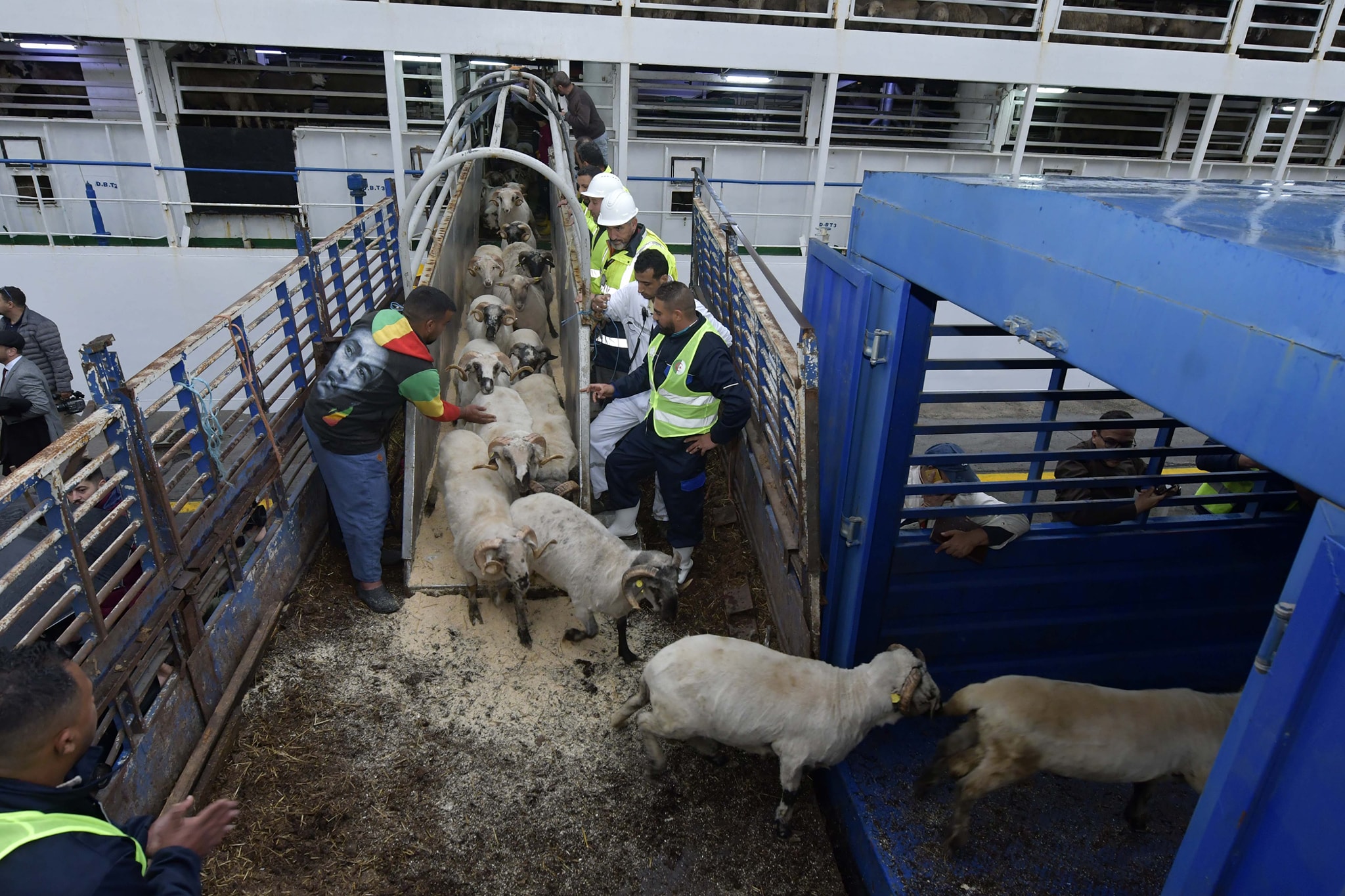 Arrivée du premier navire chargé de 15 mille tètes de moutons  au port d'Alger