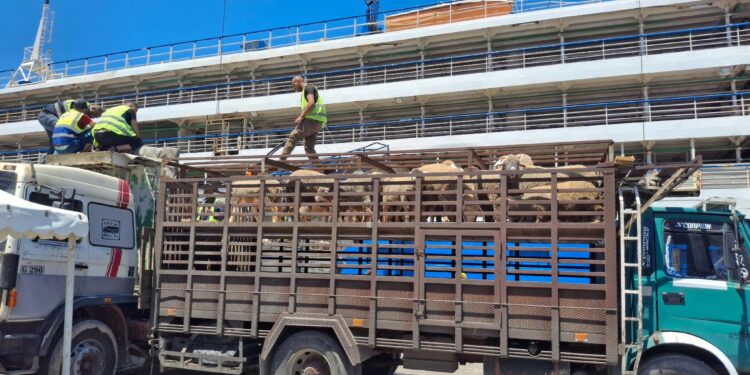 الأضاحي المستوردة