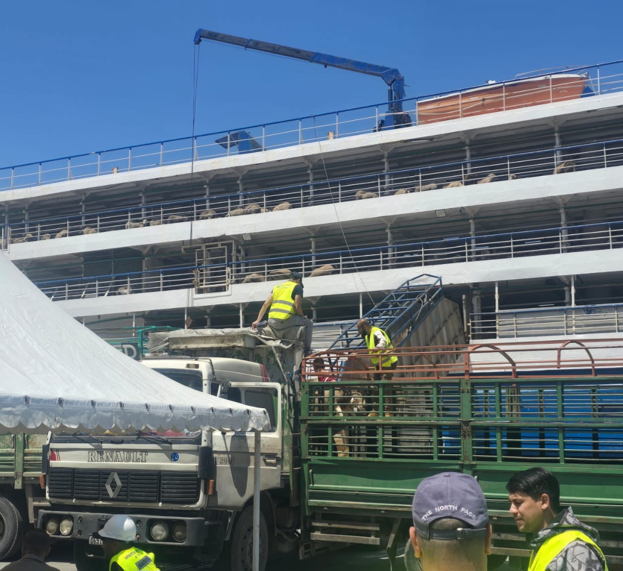 وصول باخرة ثالثة محملة بقرابة 12 ألف رأس من المواشي