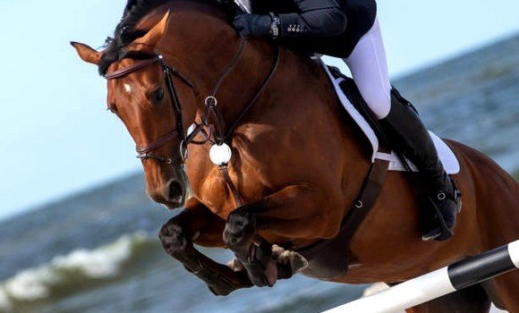 تتويج بوعكاز تقي الدين بالجائزة الكبرى نجمتين للقفز على الحواجز بوهران