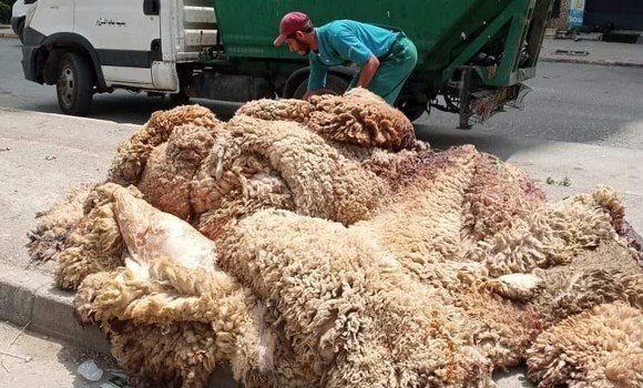 عملية جمع جلود الأضاحي
