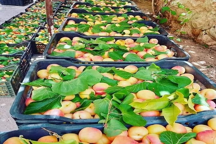 فاكهة المشمش