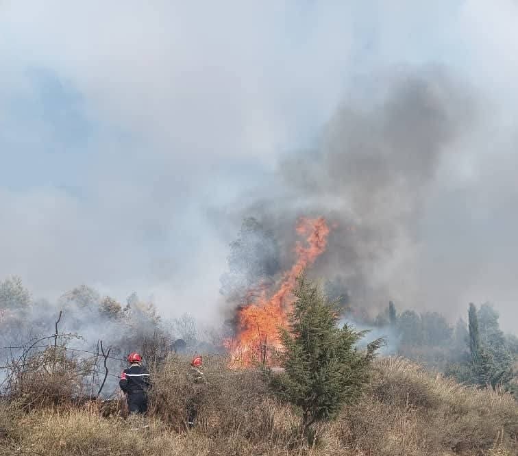 حرائق الغابات