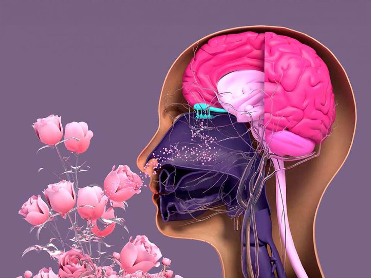 علماء كوريون يطورون جهازا لتعزيز حاسة الشم باستخدام موجات راديوية