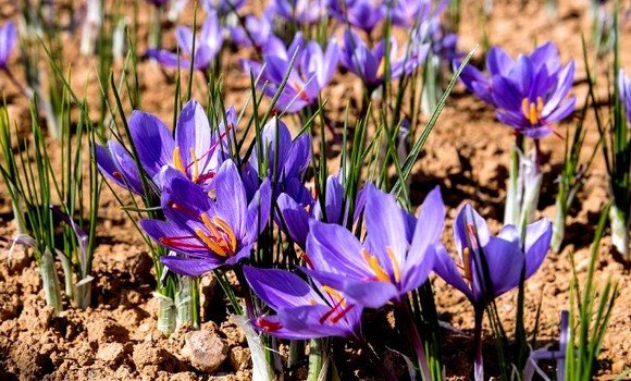 زراعة الزعفران