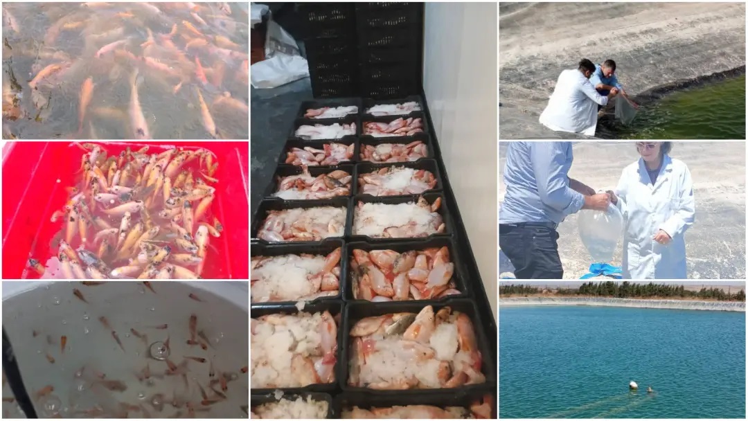 تربية أسماك البلطي الأحمر