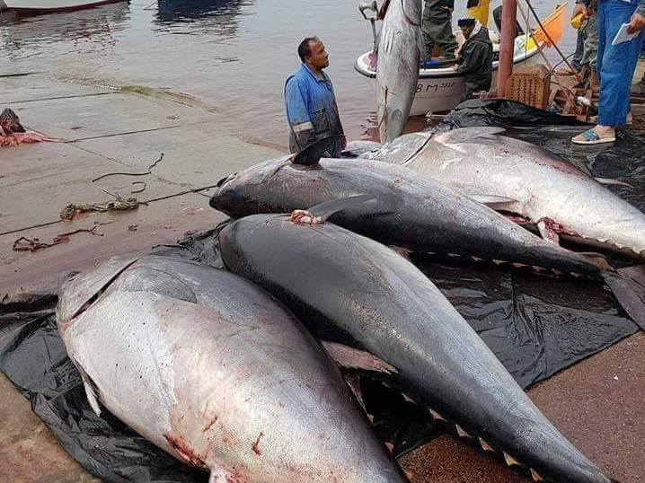 التونة الحمراء