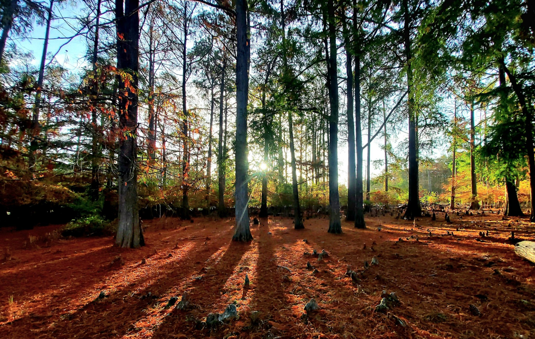 إنتاج الفلين