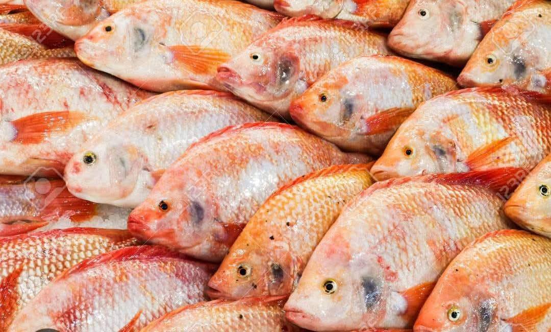 منصة رقمية جديدة مخصصة لتسويق سمك البلطي