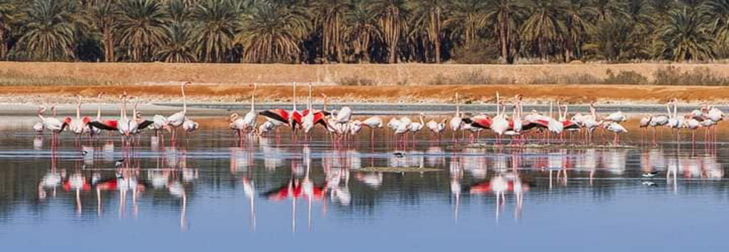 المناطق الرطبة