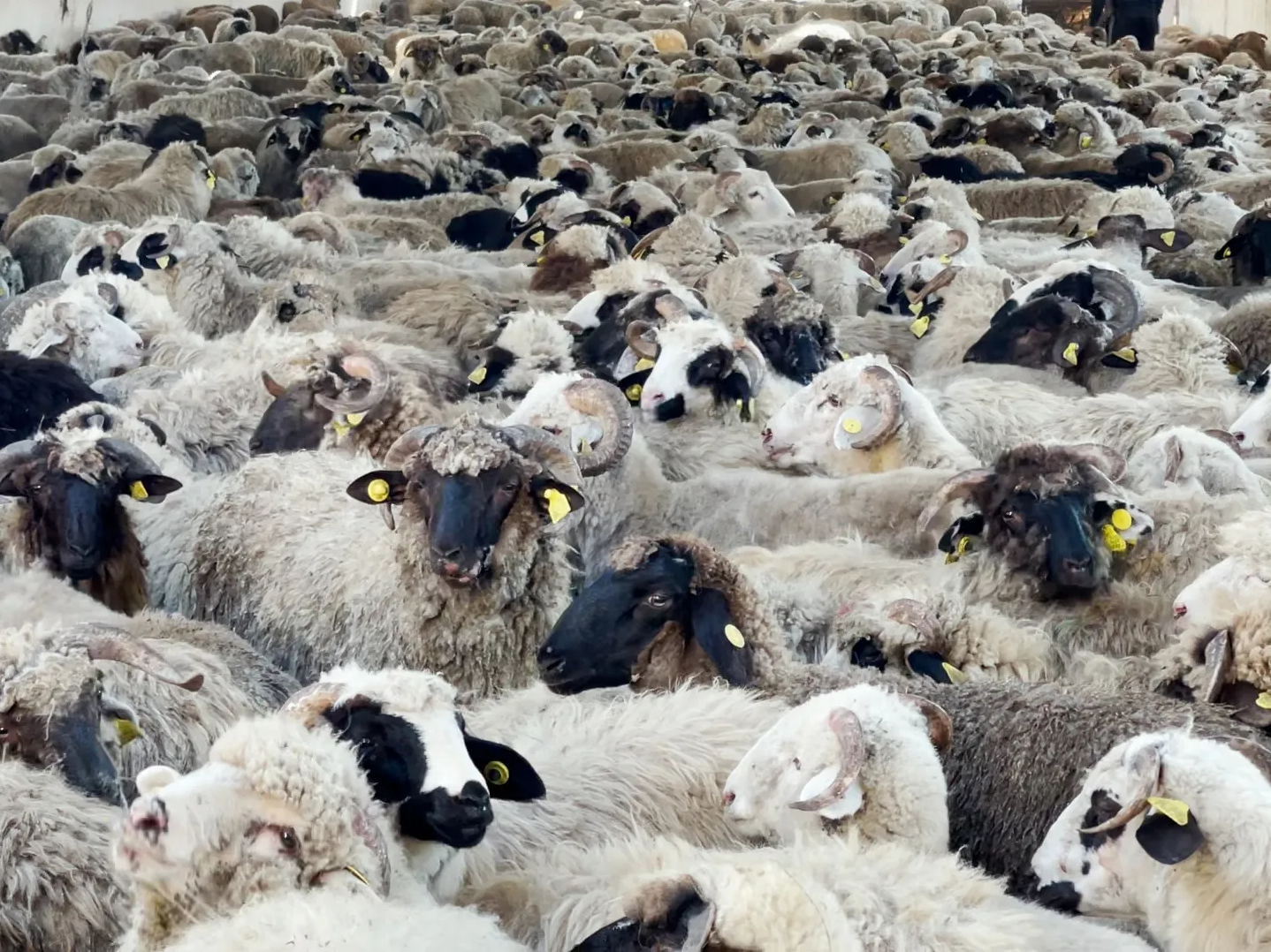 الأضاحي المستوردة