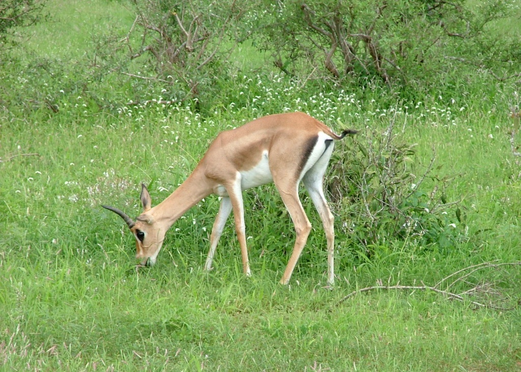 الغزال الصحراوي