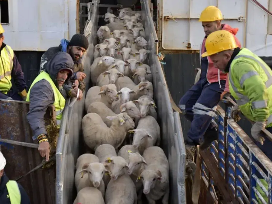 أضاحي العيد المستوردة