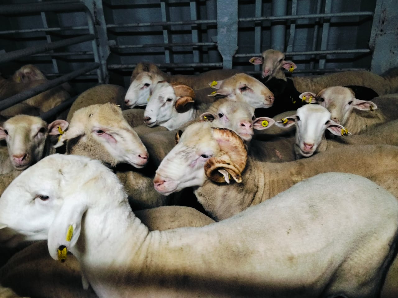 وصول شحنة جديدة من رؤوس الأغنام  قادمة من إسبانيا