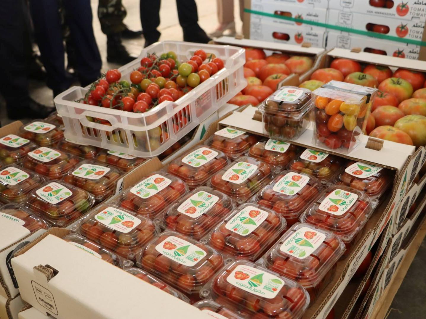 الطماطم الطازجة