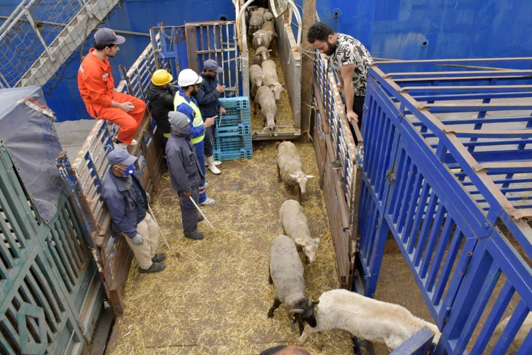 ميناء الجزائر