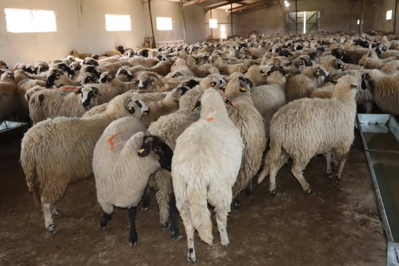 اقتناء أضاحي العيد عبر المنصة الرقمية 