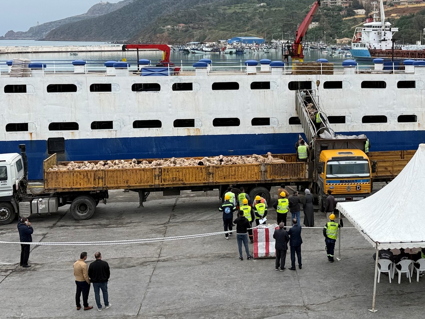 Arrivée au port de Tenès d’un nouveau lot de moutons en provenance d'Espagne   