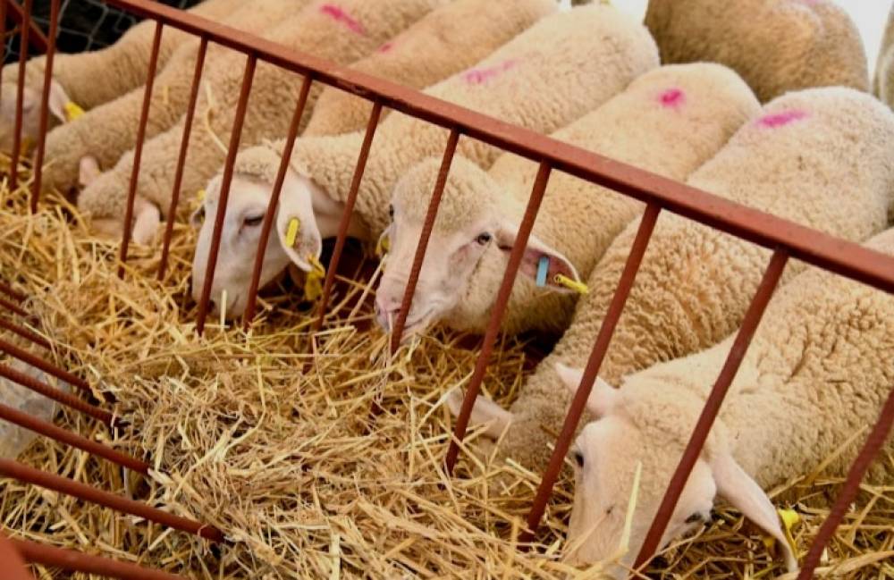 وهران: وصول أول شحنة من رؤوس الأغنام القادمة من رومانيا 