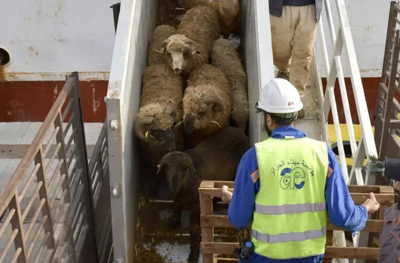 وصول شحنة جديدة من الأضاحي المستوردة