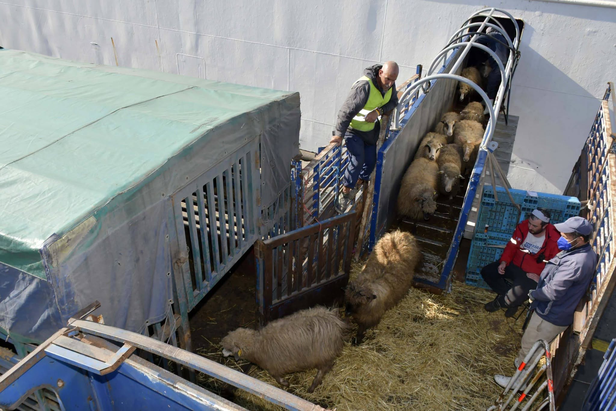 وصول شحنة جديدة من الأغنام المستوردة تحسبا لعيد الأضحى