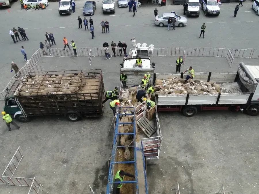 وصول أول شحنة من رؤوس الأغنام قادمة من رومانيا بالشلف