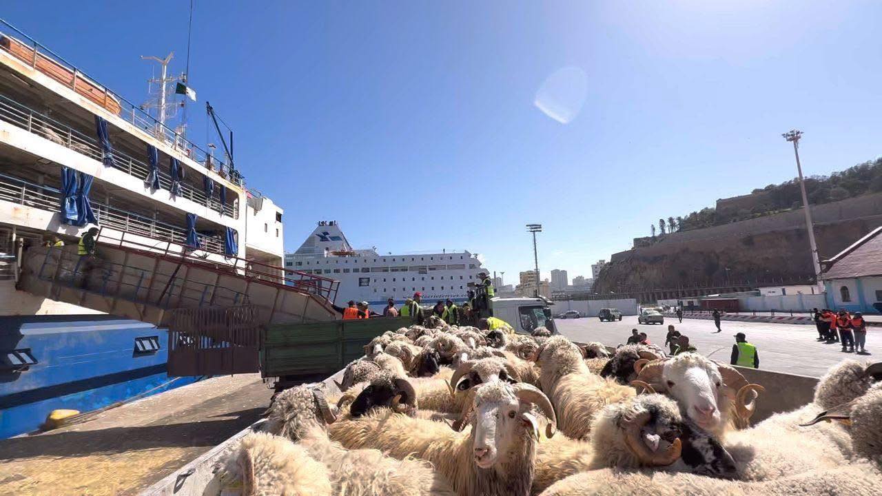 Des préparatifs intenses pour la réception et la vente des moutons importés en prévision de l'Aïd El-Adha